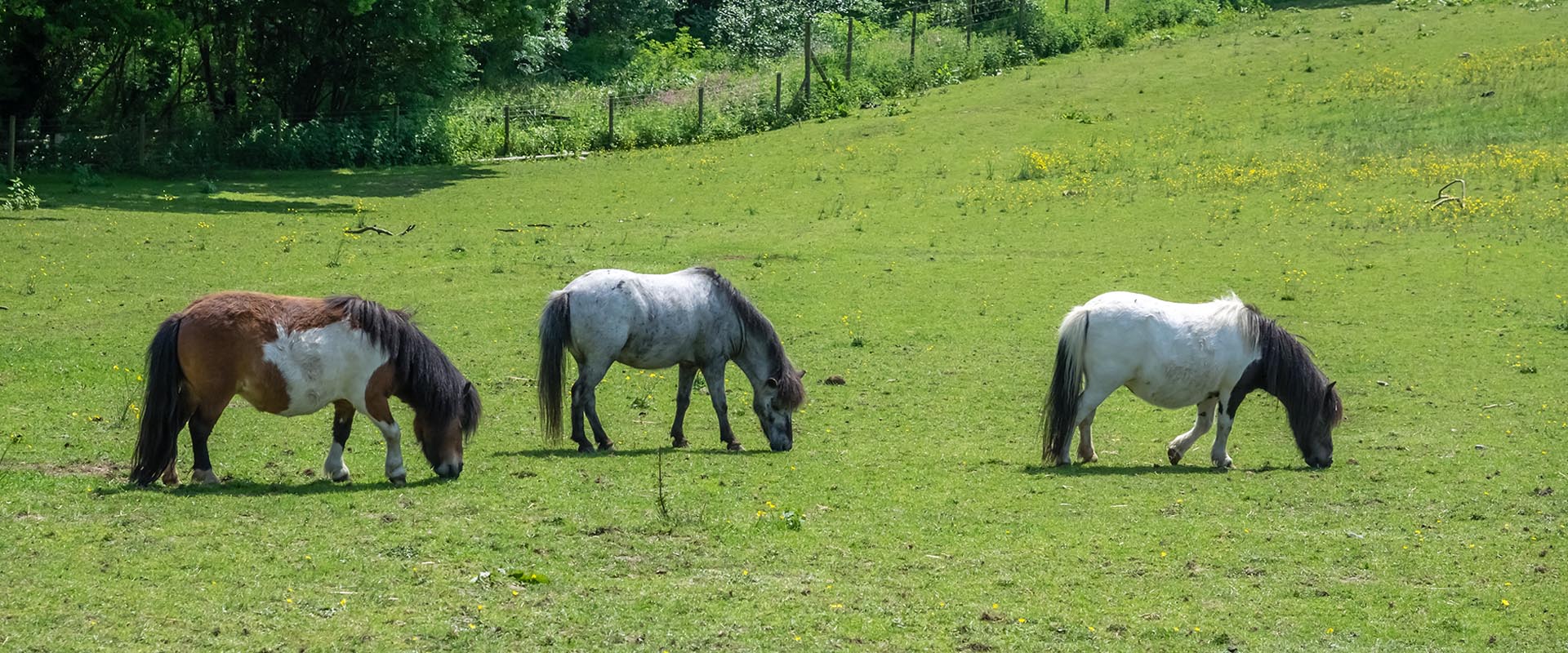 Horses in Longfield, Graham Colley Solicitor providing Will and Probate services in Longfield.